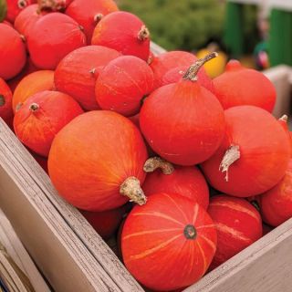 Red Kuri (Little Gem) Winter Squash Thumbnail